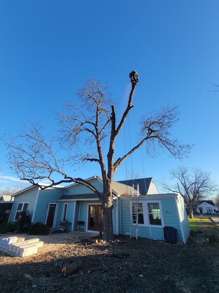Arlo Tree Services & Landscapes Inc