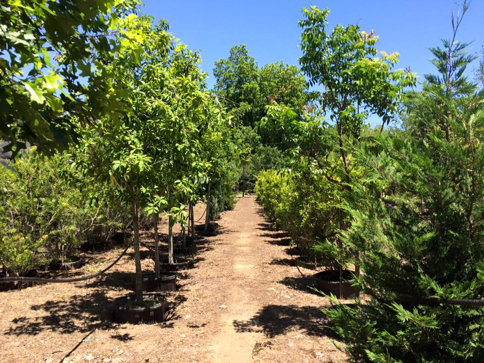 Ted's Trees, Ltd.