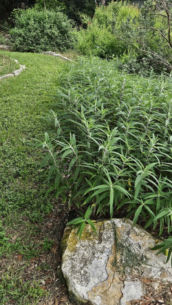 Bluebonnet Landscape & Design