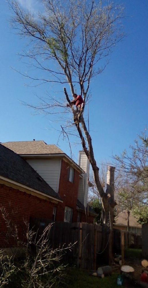 Giraffe Tree & Landscaping Services LLC