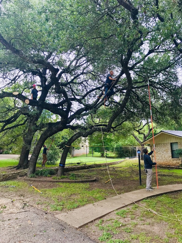 lakeway tree experts