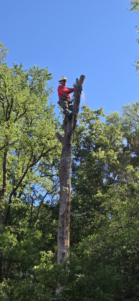Gladiator Tree Experts & Landscaping