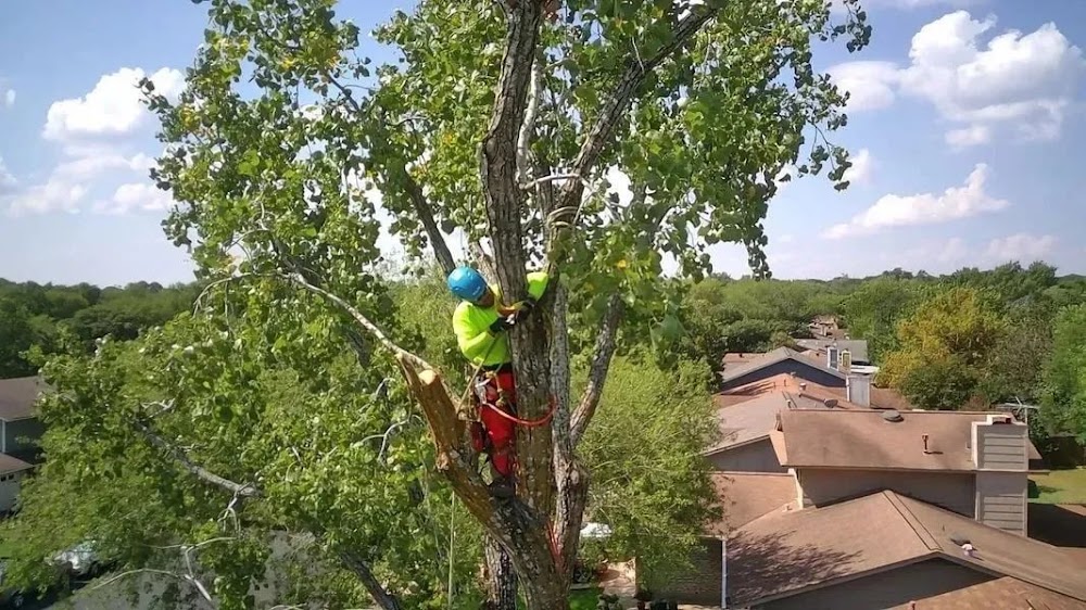 Hill Country Tree Trimming